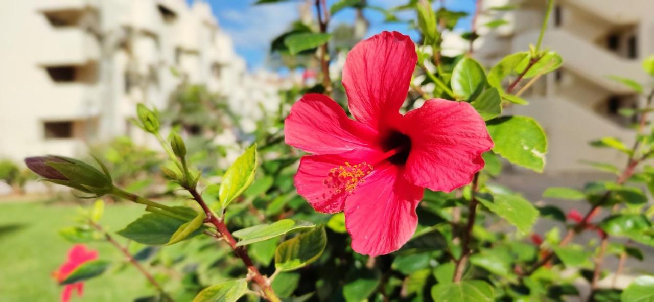 Apartamento La Felicidad II By Denia Costa Dış mekan fotoğraf